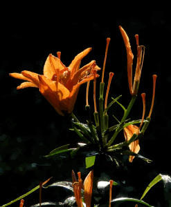 Older flower addressing a group of young flowers