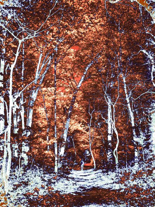 orange and white forest - by Tony Karp